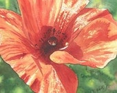 ACEO floral "Red Poppy in Sunlight" signed&numberd LIMITED EDITION print, size 3.5"x2.5"