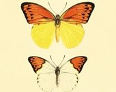 Vintage Butterfly art print Garden art print Cottage art Victorian print 1800s Antique wall art Nature wall art Home decor prints 8x10 print