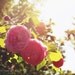 8x10 Canvas - Summer Pink Roses Romance - Sublime Nature