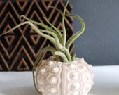 medusa // sea urchin // air plant tillandsia // terrarium