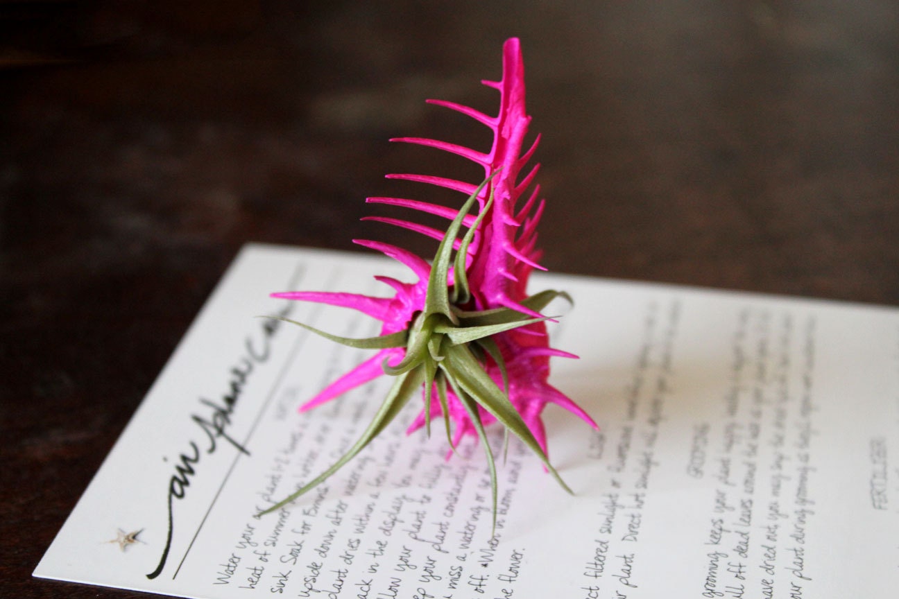 hot pink LOVE garden // airplant tillandsia
