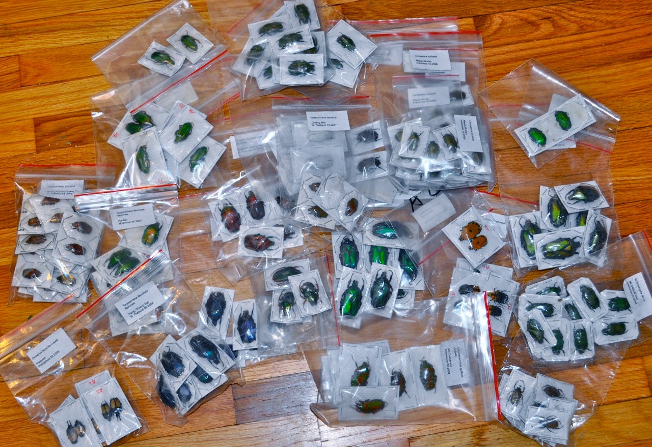 OVERSTOCK: Mixed Real Beetles, Package of 10
