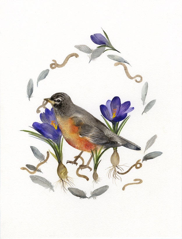 American Robin Watercolor Print