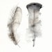Feather Cards, Stationary- "Turkey Feathers"  5 blank cards, nature, neutral, earth tones
