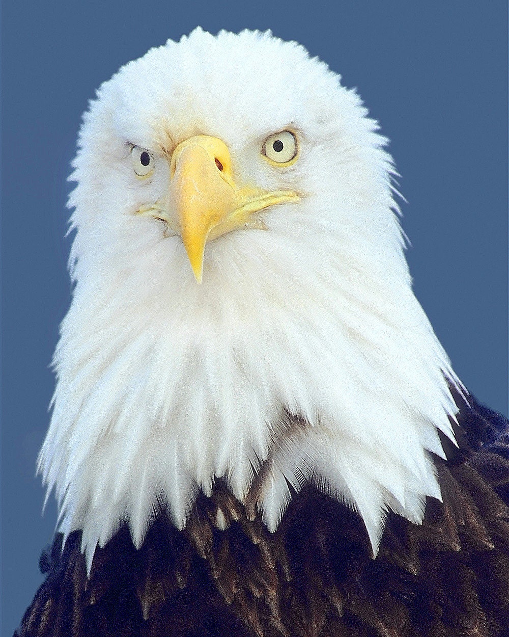 Bald Eagle, 8x10 Animal Photography, Nature Print, Close up Wild Bird Photo, Alaska Wildlife, Cottage Cabin Wall Art
