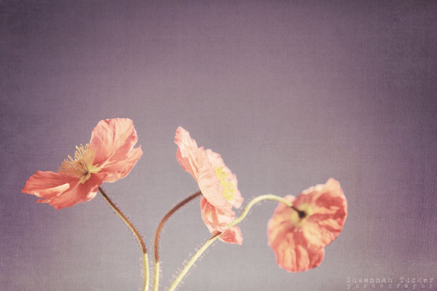 Coral - 8x12 coral poppies flower photo - spring summer room decor, wall art, poppies