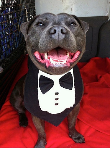 TUXEDO BANDANA - Wedding Groom- Shirt Front style -  All sizes - 9.99 - 14.99 - made to order