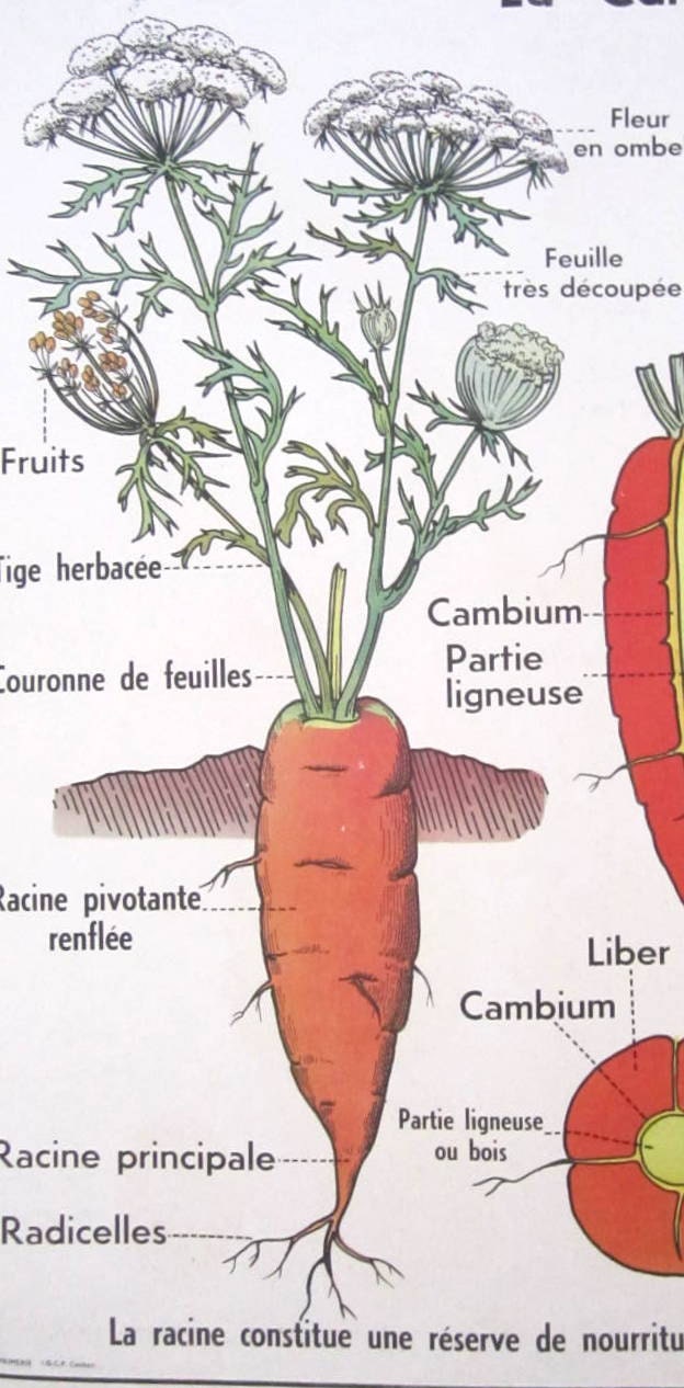 French Vintage School Poster Food Carrot Kitchen Cook Cherry