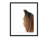 Rustic Feather photograph original 8x10 fine art print orange rust nature home decor