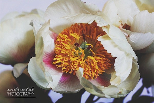 peony floral photograph fine art spring wall decor
