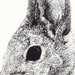 Drawing Pen and Ink Illustration Woodland Bunny Card Reproduction Print