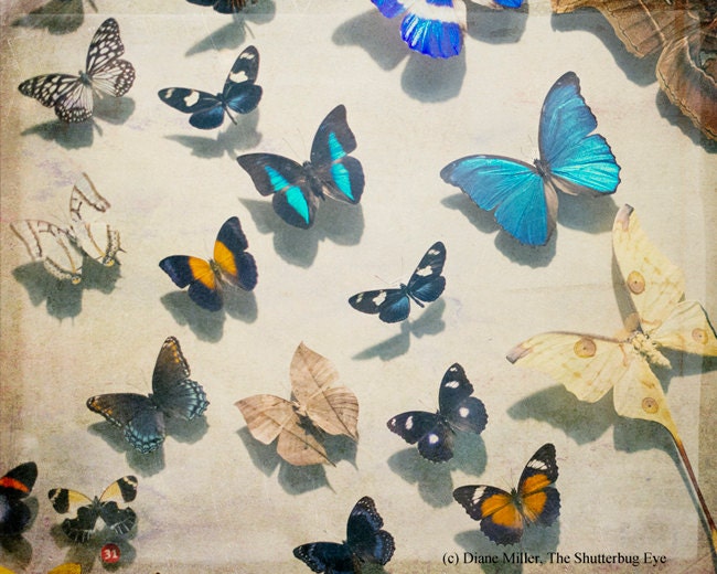 Butterfly Photography, Retro Vintage Style Photo, Still Life photo, Butterfly Specimen, 8x10 Print, beige, yellow, teal, blue, aqua, black