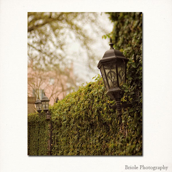 New Orleans Garden District Fine Art Photography - garden wall, moss, ivy, home decor wall art - 8x10 spring photograph