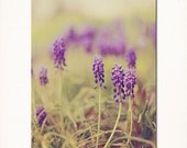 Fine Art Nature Flower Fine Art Nature Flower Photograph 8"x10" Grape Hyacinth. Summer Wildflowers, Green, Purple Wall Art, Home Decor