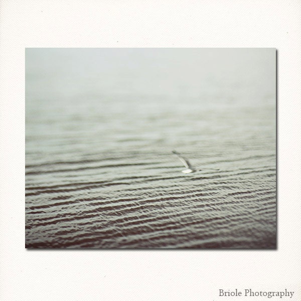 Nature Photography. 8"x10" Affordable Fine Art Print. Lake Ponchartrain, Seagull, Dreamy, Water