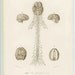 1849 human nervous system original antique sepia anatomy engraving