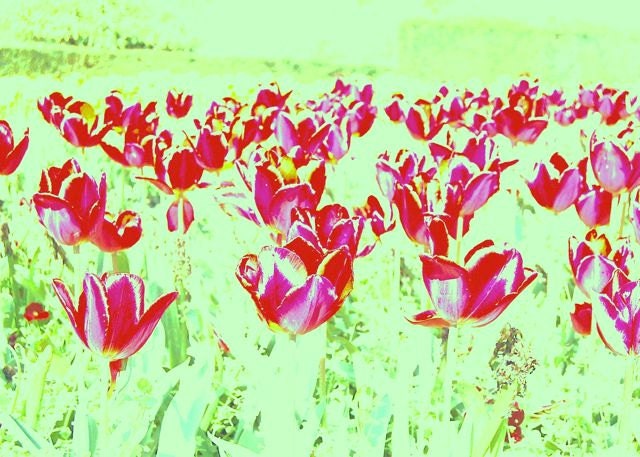 Passion - 5x7 Fine Art Tulips Photography Print - Beautiful Green Field of Red Flowers Decor to brighten up Home or Office Wall