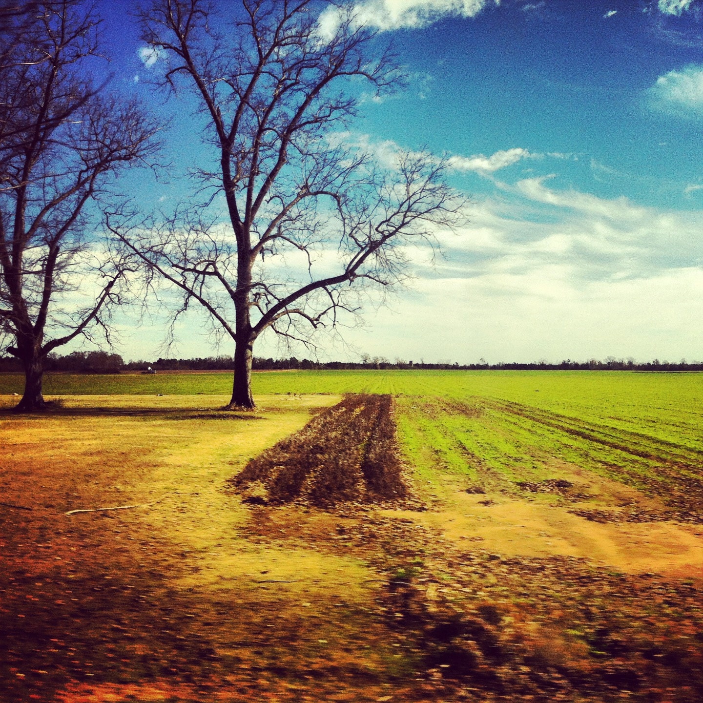 Rural Alabama Landscape - 5x5 Fine Art iPhone Photograph on Kodak Endura Professional Metallic Paper