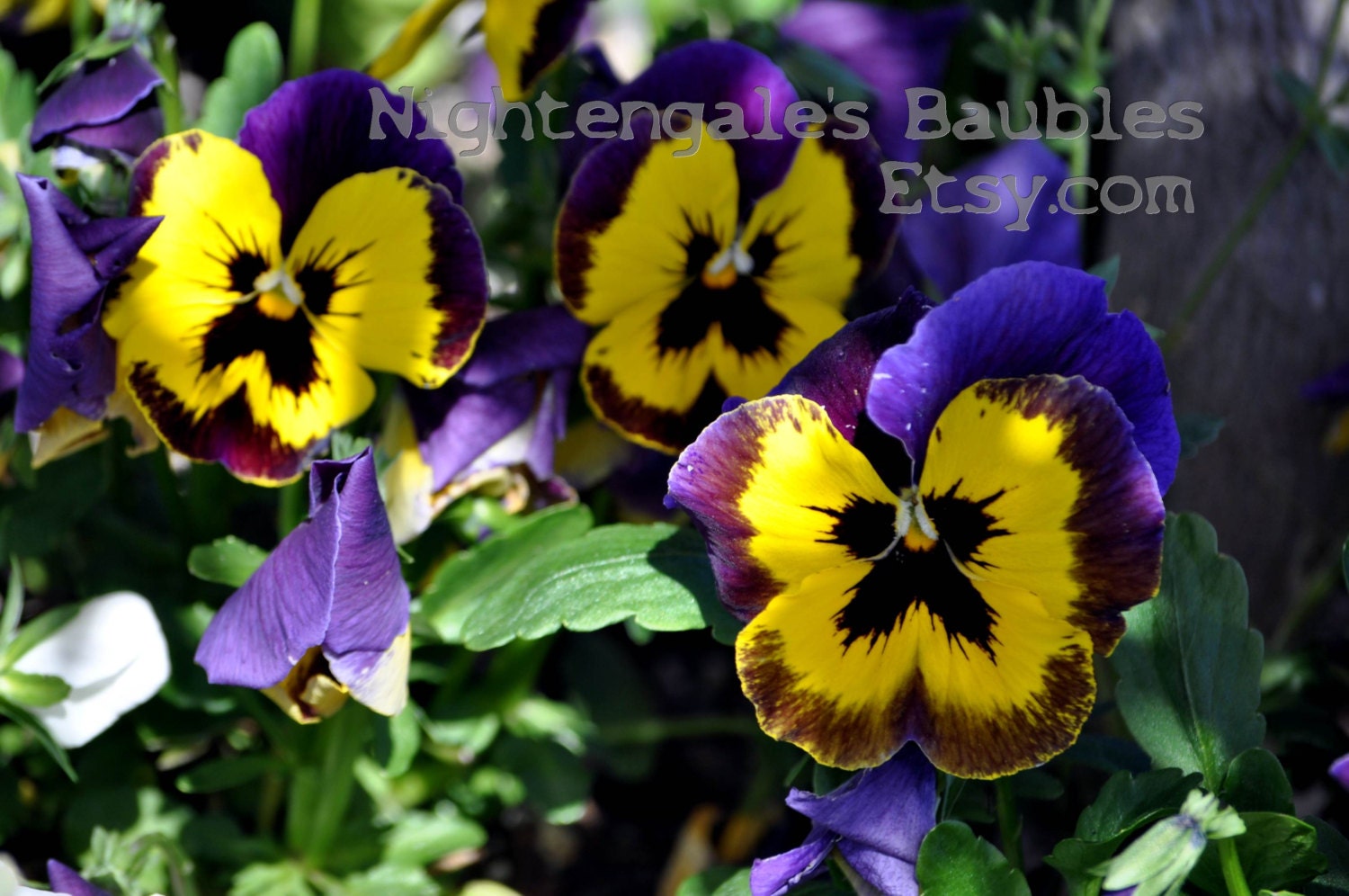 Yellow and Purple Pansies 8x10 Fine Art Photographic Print