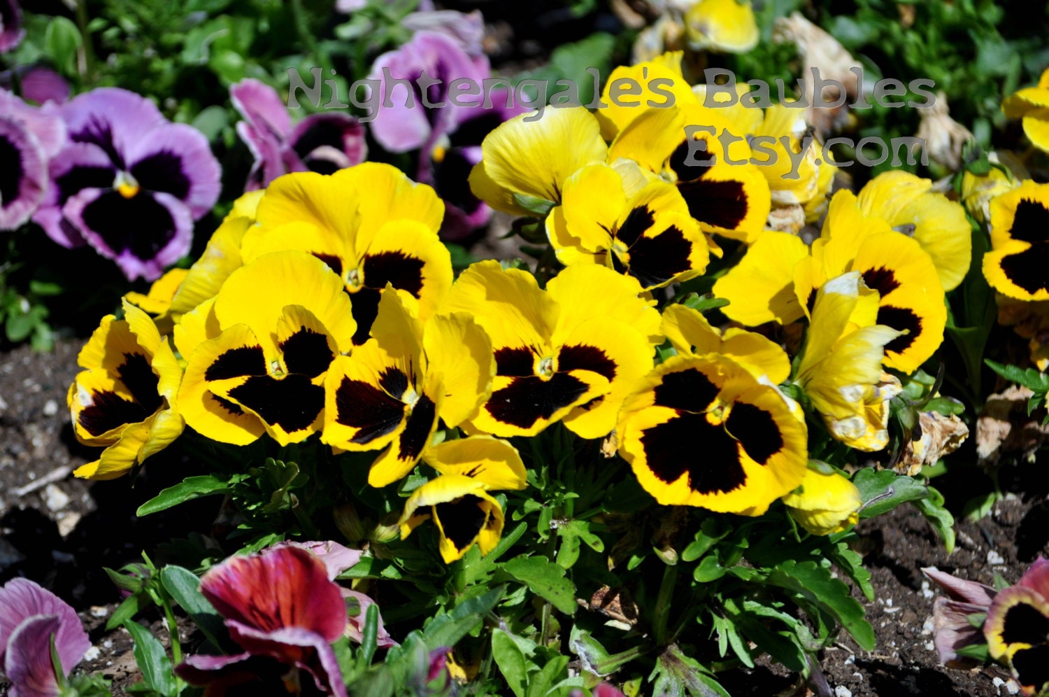 Yellow Pansies 8x10 Fine Art Photographic Print