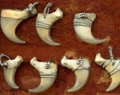 1 Mountain Lion Claw Pendant wire wrapped with Sterling Silver - Puma, Cougar - NMCM1