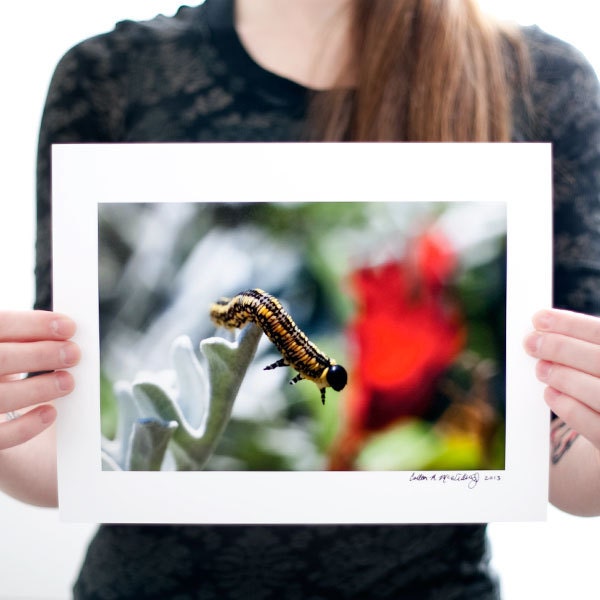 Caterpillar Reaching to a Flower Photograph (9 x 6 Fine Art Print) Color Nature Photograph, Macro, Caterpillar Print, Nature Home Decor