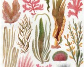 vintage SEA WEED ALGAE print botanical print sea plants ocean decor bedroom decor