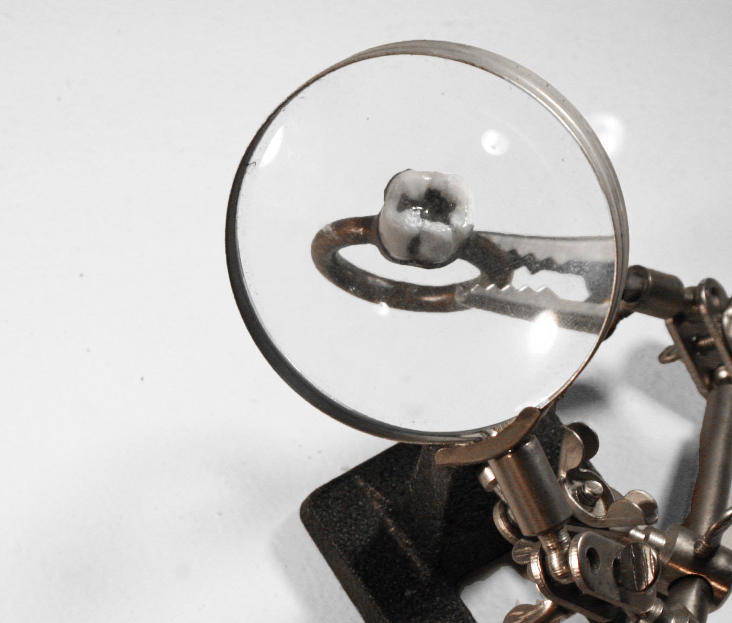Cavity Ring // Real Human Molar Tooth Ring Bone Oddity Taxidermy Ring ( 7.5 - 8 )
