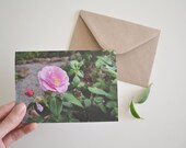 Pink English Roses Card
