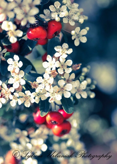 Flower Photography Nature photograph spring flower red berries photo wall art white emerald  pastels romantic 4x4 Fine Art Photography Print