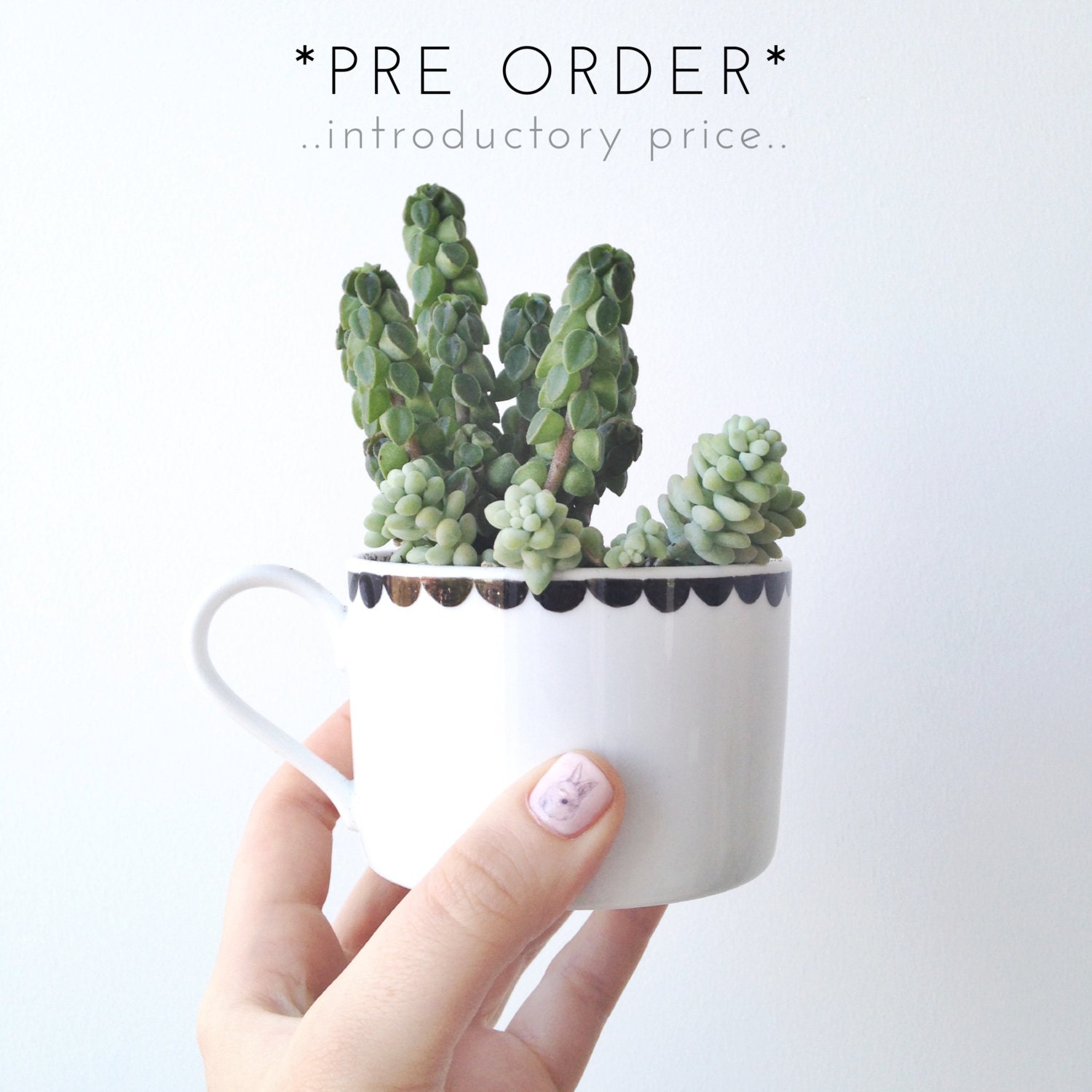 PRE ORDER - Succulent Kit with Hand Illustrated Planter