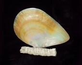Large 7.1x 6.2  Mother of Pearl Plate, polished Gold Lip Shell, Smudge, Offering plate, Wiccaning, Baby Blessing, Free bundle of white sage