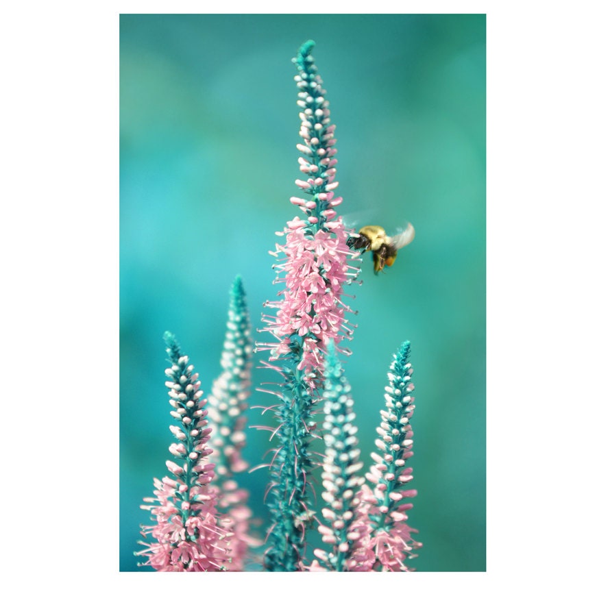 nature photography, flower, still life,minimalist, pink, teal, tiffany blue, zen, dreamy, nursery,  kids, wall art, girls room, 8X10