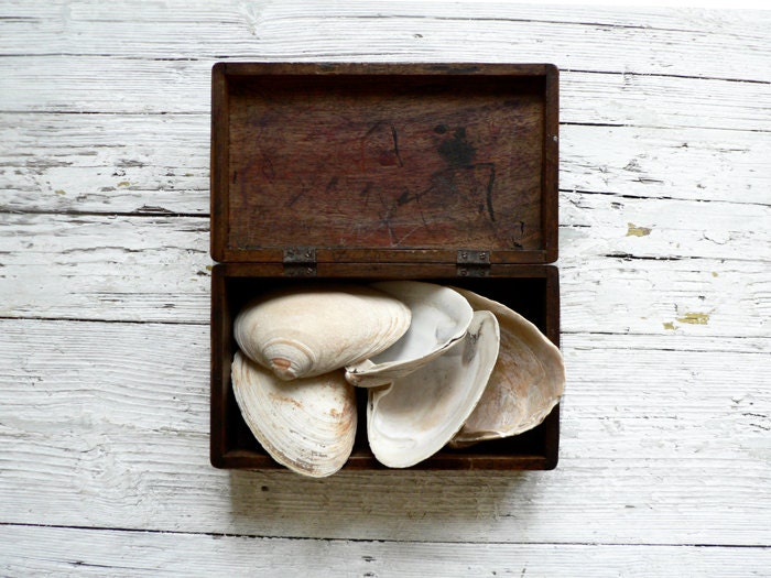 SUPPLIES ///// Large Seashells, Set of 5 - MaisonPaulette
