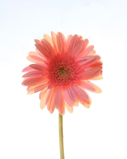 Daisy Photography, Pink Gerber Daisy Photo, Baby Girl Nursery Decor, Peach Daisy Flower, Picture of Daisies, Large Single Flower, 8x10 Print