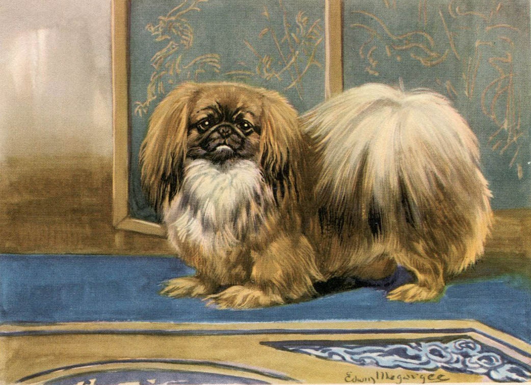 Pekingese Vintage Dog Illustration - Edwin Megargee - 1940s Original Page