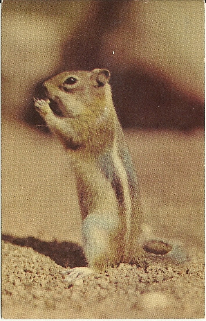 Vintage Postcard - Ground Squirrel Greeting Card - Chipmonk - 1950s