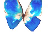 azure blue ultramarine and brown butterfly. original watercolour painting