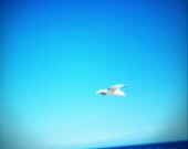 Beach Photography - Digital Download - Digital Printable Beach Art - Seagull and Turquoise Sea - Minimal Beach Photography