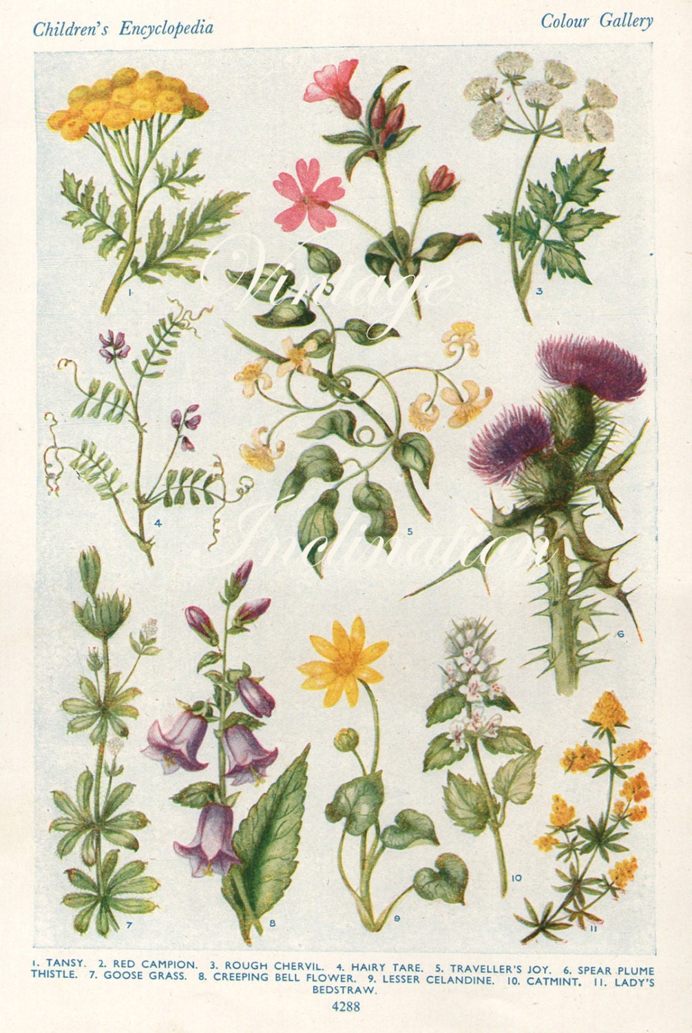 Vintage Antique 1930s Flowers botanical bookplate original lithograph art print illustration 4288