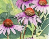 Purple cone flower painting 5x7 print from original watercolor painting nature painting floral painting Earthspalette