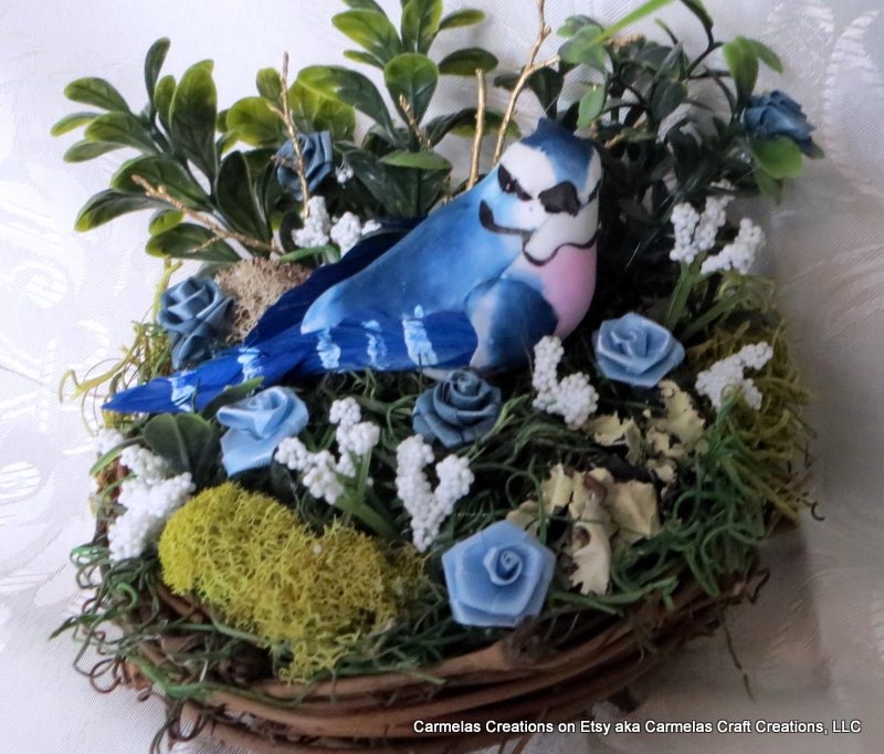 Nesting Blue Jay