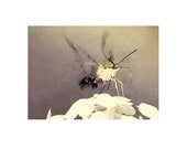 Hummingbird Clearwing Moth Photo Download, Insect, Rustic, Soft, Natural tones, Summer Photography, 5x7 or 8x10