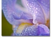 Purple Iris Photo, Lavender Flower Spring Raindrops, Periwinkle Yellow Petals Rain Dew Drop, 11x14 Macro Floral Green Garden Art Photography