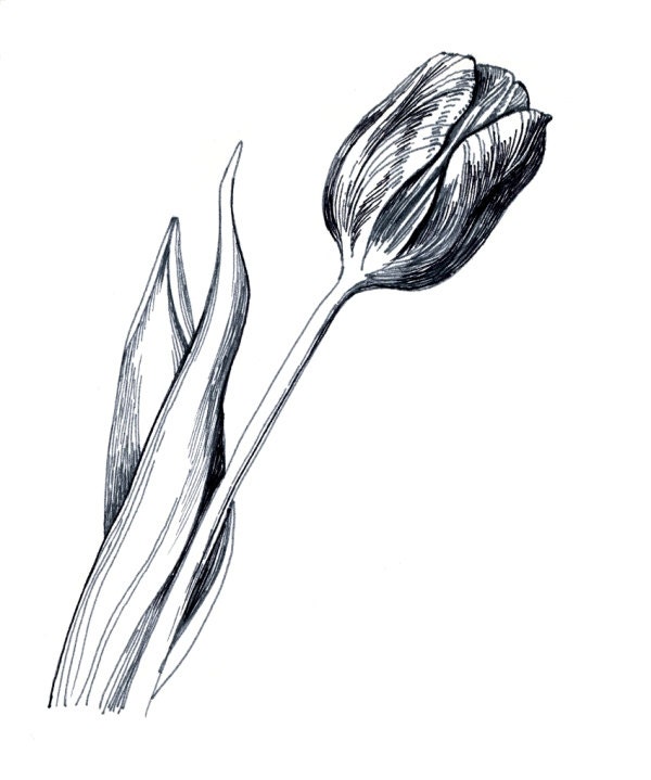 Tulip flower, Black & White drawing Fine Art Print from original drawing, floral, botanical art