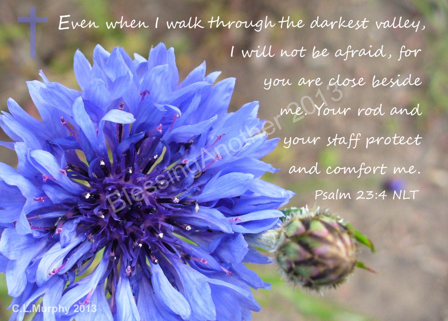 Scripture Art Photography Blue Bachelor Button Freedom God Protect Comfort Psalm 23 Christian Home Decor 8 x 10
