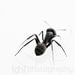 Macro Photography . The ant . Size: 8x8" (20cmx20cm) . Fine Art Photography . FREE SHIPPING .