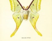 Vintage Moth Print, Prochazka, Butterfly Print, Home Decor, Insect Bug PRint, Art Illustration to Frame, Entomology, Actias Selene, yellow