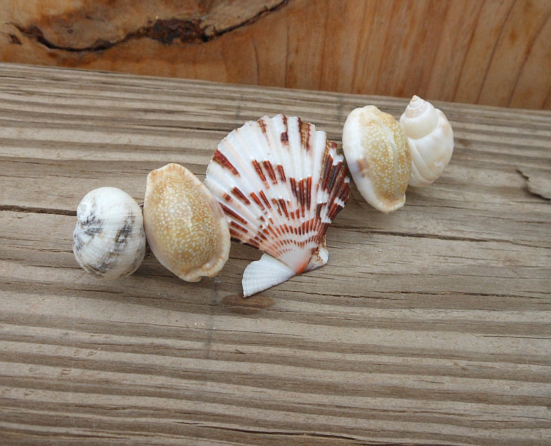 Seashell Hair Barrette - Handmade Hair Accessory - Seashell Jewelry - Scallop Shells - Snakehead Shells