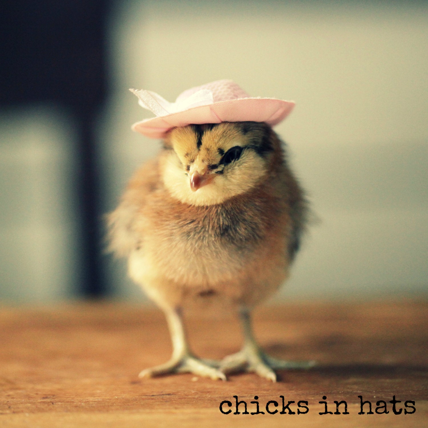 Magnet Chicks in Hats Chicken Wearing a Pink Floral Hat